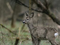Joe Sottolano-Deer Hunting