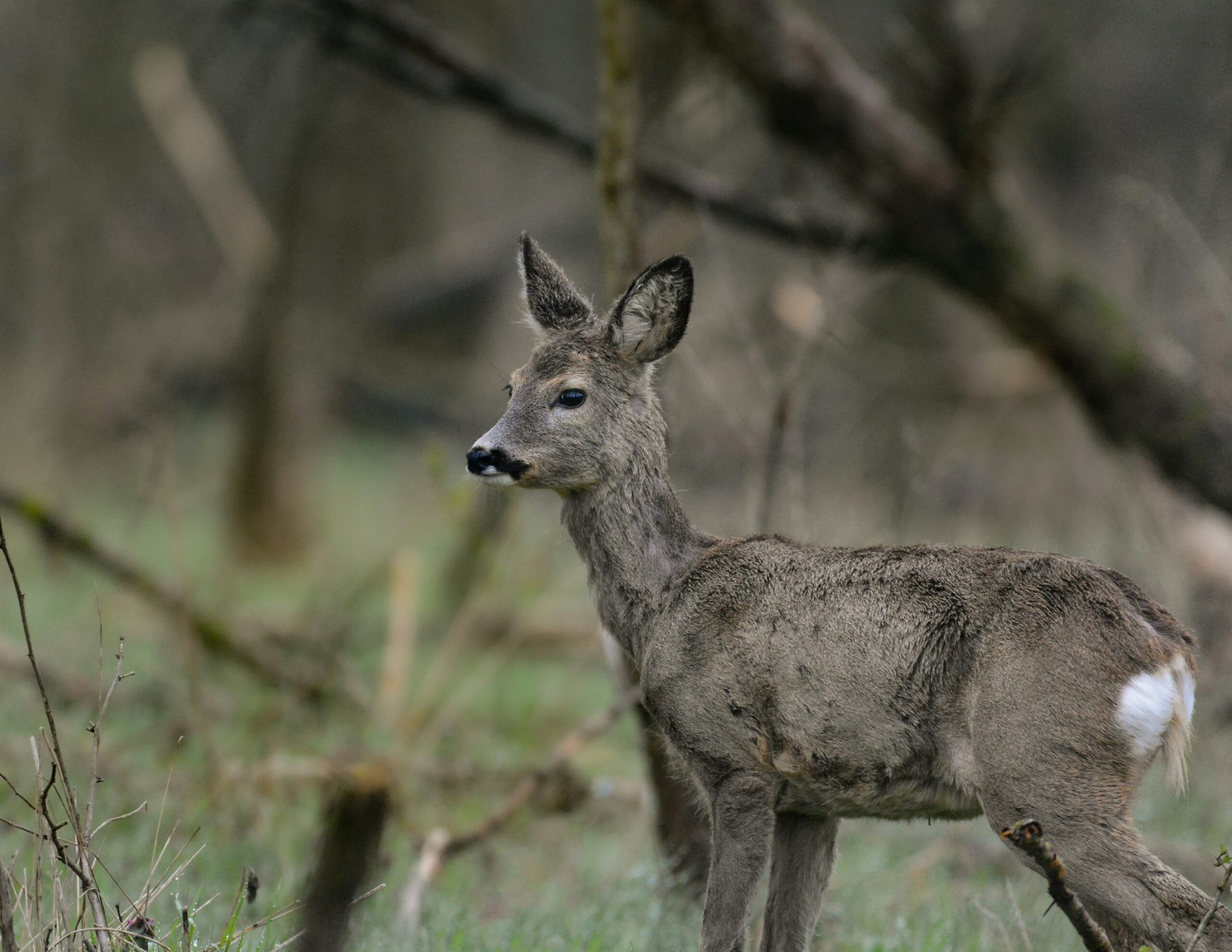 Joe Sottolano-Deer Hunting