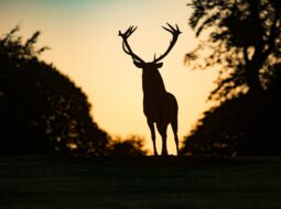 Smarter Deer Hunting Strategies for Consistent Success on Mature Bucks