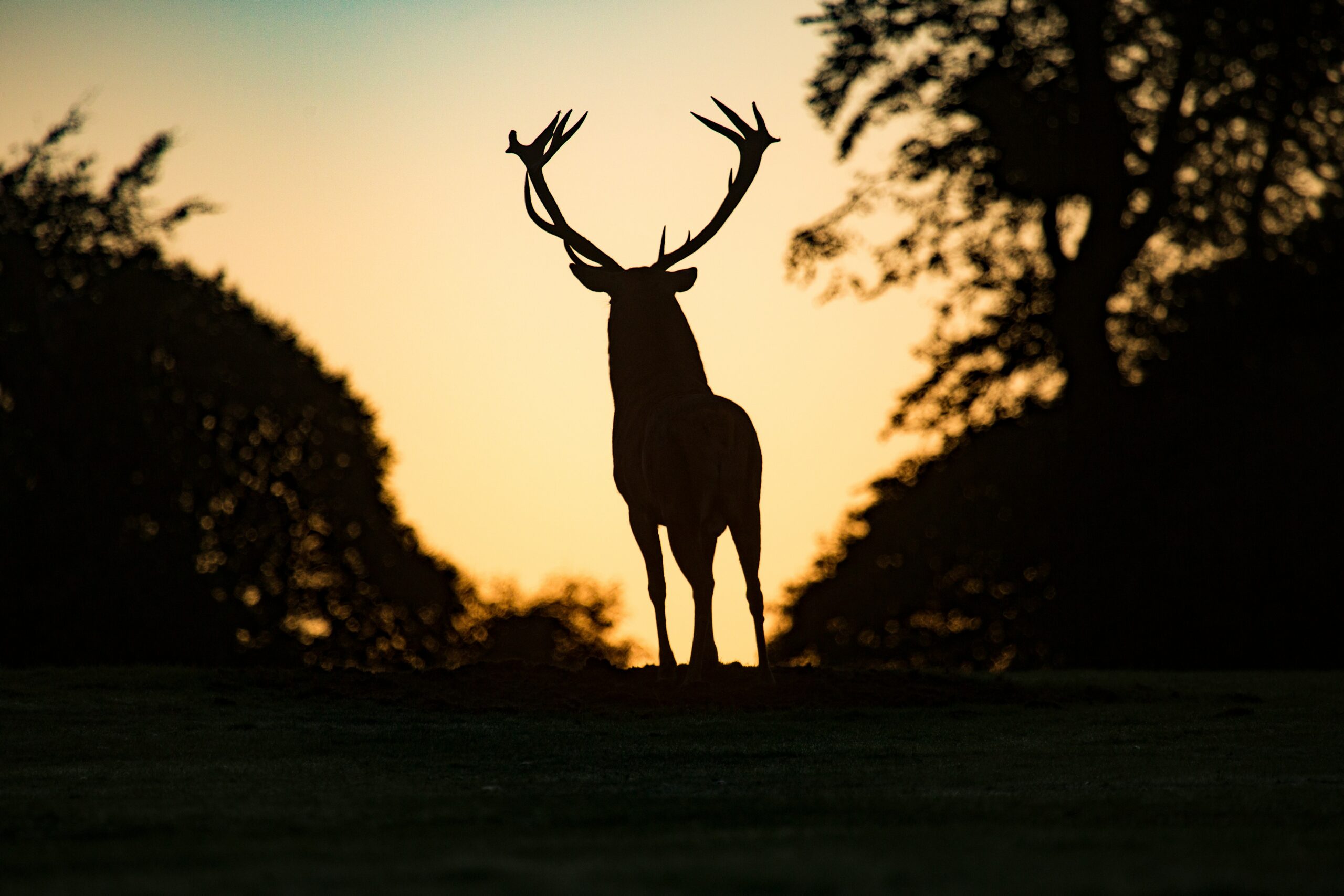 Smarter Deer Hunting Strategies for Consistent Success on Mature Bucks